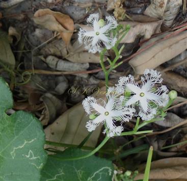  Male inflorescences (Racemes)